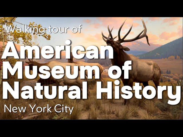 American Museum of Natural History in New York City Walking Tour