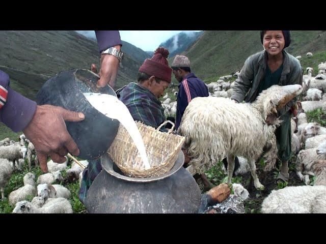 milking in the himalayan sheep farm || Nepal || lajimbudha ||