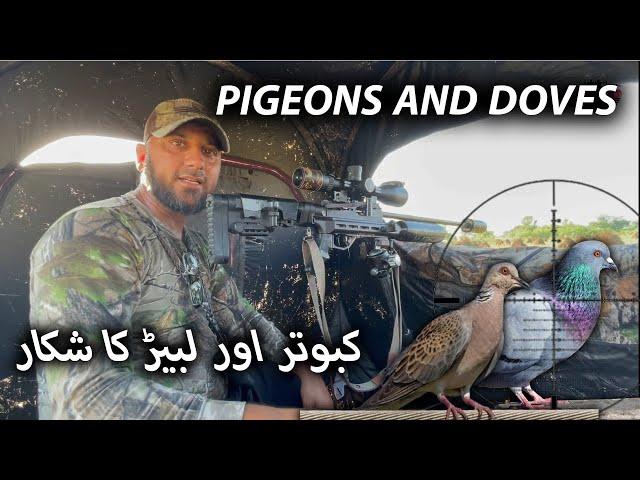 Pigeons and Russian Doves hunting by Raja Nisar || Shotgun and Airgun Hunting #airgunhunting