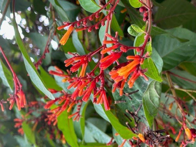 Species Spotlight of the week: Firebush