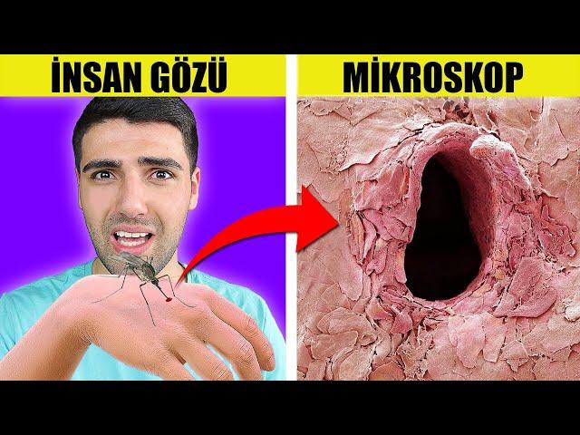 SADECE MİKROSKOP İLE GÖREBİLECEĞİNİZ 10 ŞEY!