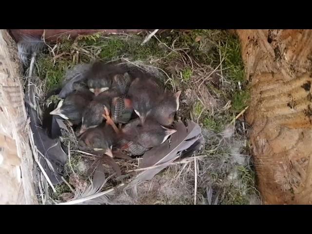 Project Nestbox