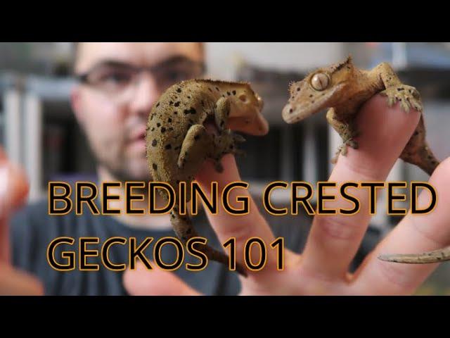 CRESTED GECKO BREEDING 101: TIPS