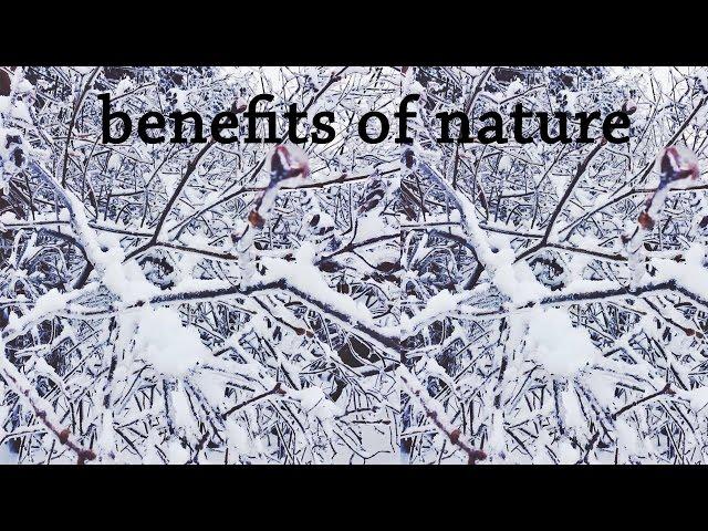 health benefits of nature ep. 1 // the illusion of stillness | holisticmaya