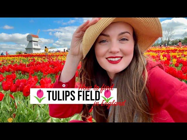 THIS IS NOT THE NETHERLANDS! Where to find tulips field in ENGLAND?