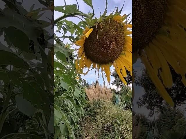 GIRASOL TITÁN, MIRA LO HERMOSO