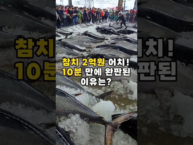 단 10분 만에 2억 완판! 역대급 참치 경매현장 공개! #shorts #seafood #참치