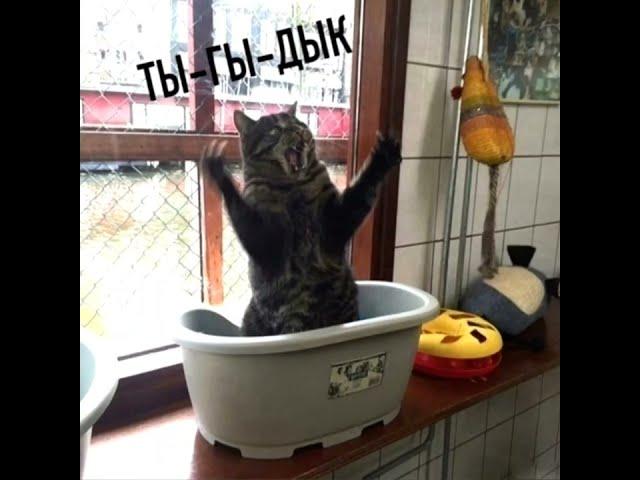 ТЫГЫДЫК  ПОРА ТЫГЫДЫК!#ЯлюблюГитару #коты #тыгыдык #гитара #прикол