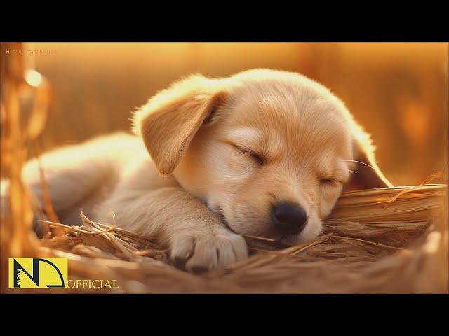 20 HOURS of Dog Calming Music For DogsSeparation Anxiety Relief Musicdog relaxation NadanMusic