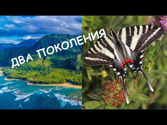 Зебровая бабочка-парусник/Protographium marcellusm. Самые красивые бабочки мира.