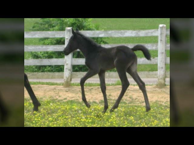 THE TENNESSEE WALKING HORSE GAIT IS NATURAL