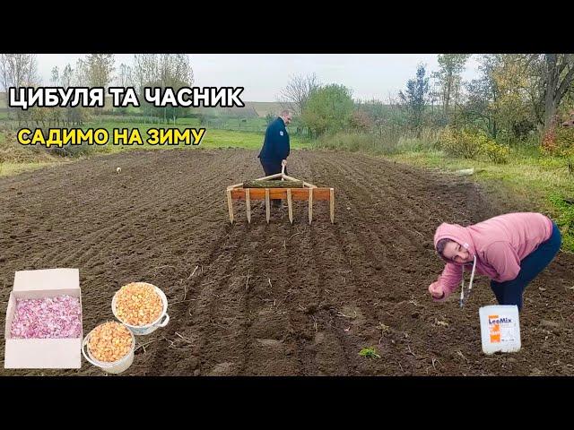 Осіння посадка цибулі та часнику на зиму. Львівщина