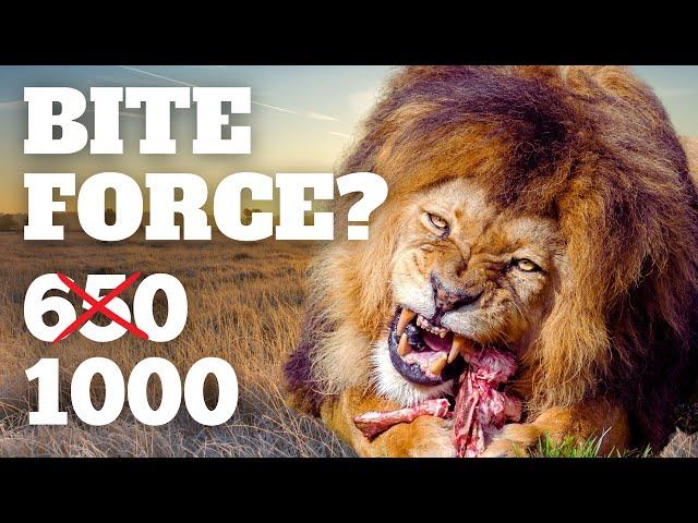 Lion's Bite Force: Debunking Myths & Unveiling Facts