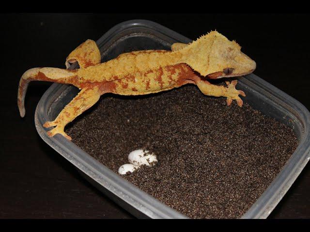 Crested Gecko Breeding! How to collect and incubate eggs!