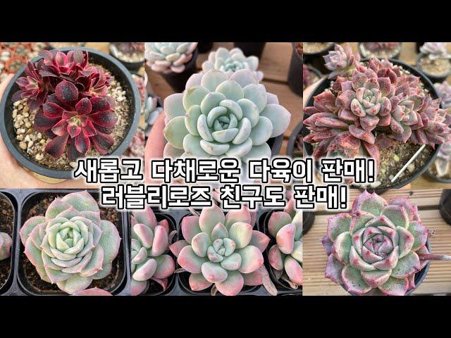 ※판매완료※ 가성비 대박 다육이 33종 데려가세요~~!!!! 2차