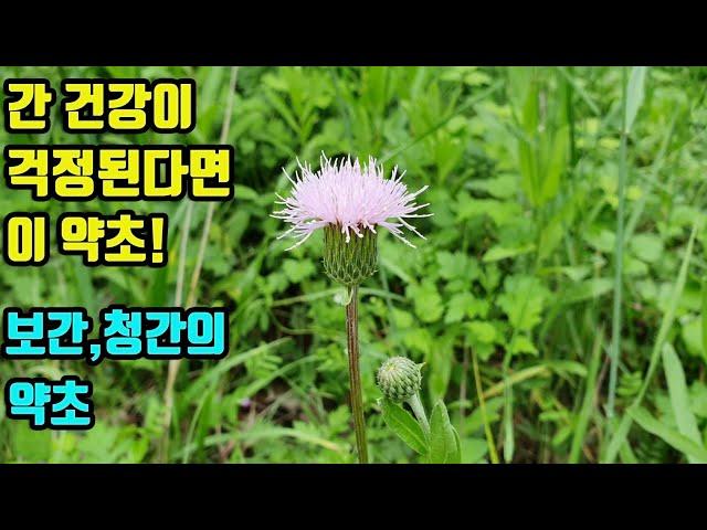 조뱅이--보간 청간의 작용으로 간을 건강하게 하며, 간질환을 치료하고, 암을 예방하는 항암약초! 노화를 억제하고 면역력을 강화한다