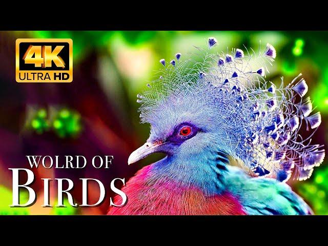 The World of BIRDS in 4K - The Healing Power Of Bird Sounds | Scenic Relaxation Film