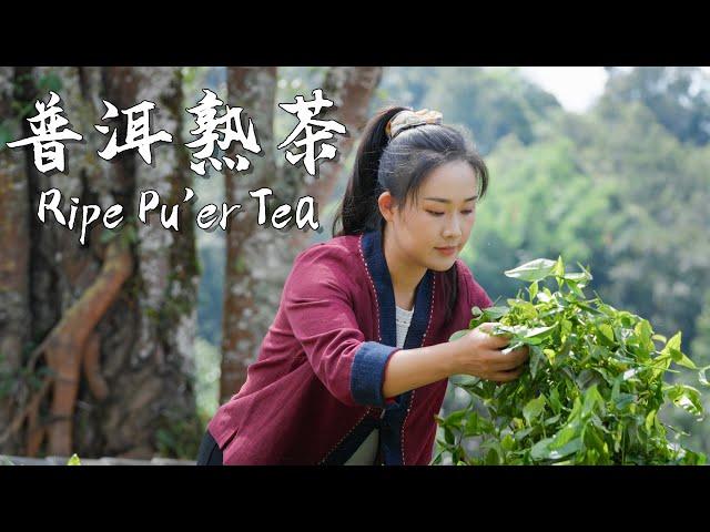 Jingmai Pu'er Tea — The Heritage of Yunnan's Thousand-Year Tea Culture【滇西小哥】