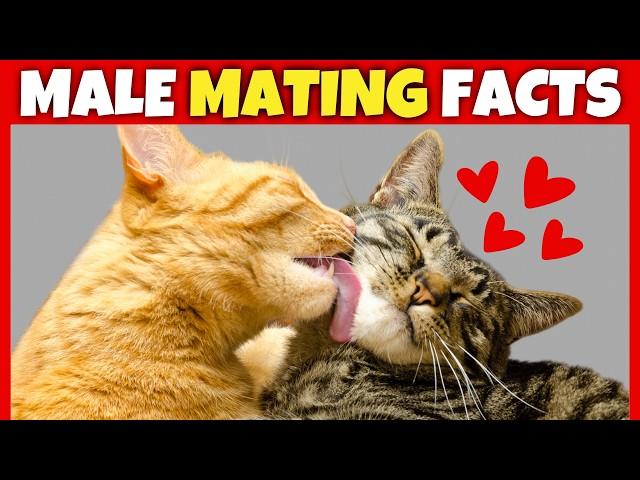 8 Surprising Facts About Male Cats' Love Lives 