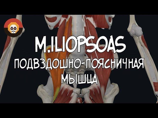 Подвздошно-поясничная мышца  (m. iliopsoas) 3D Анатомия