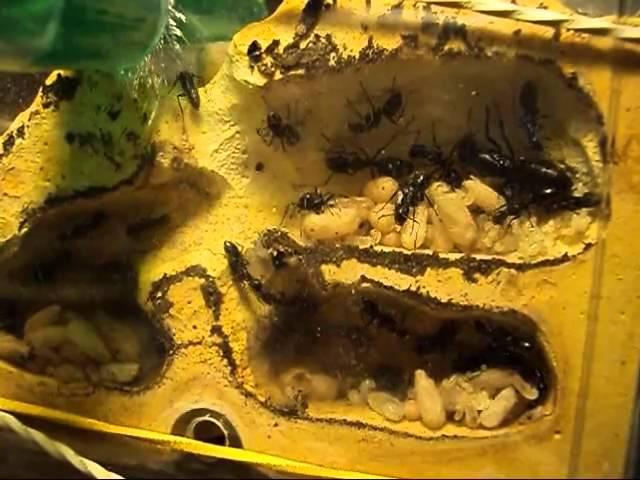 Camponotus vagus - Nest