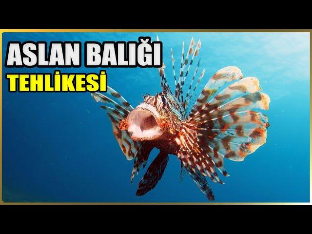 The Dark Side of Beauty: The Lionfish Documentary