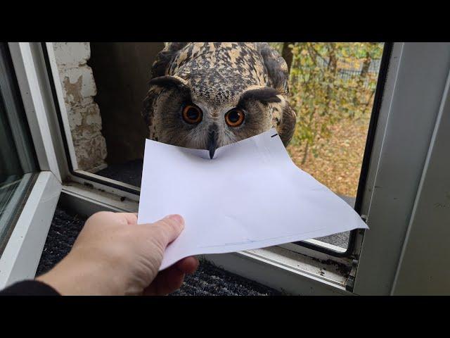 The owl delivered the letter. But this is not the letter I was expecting