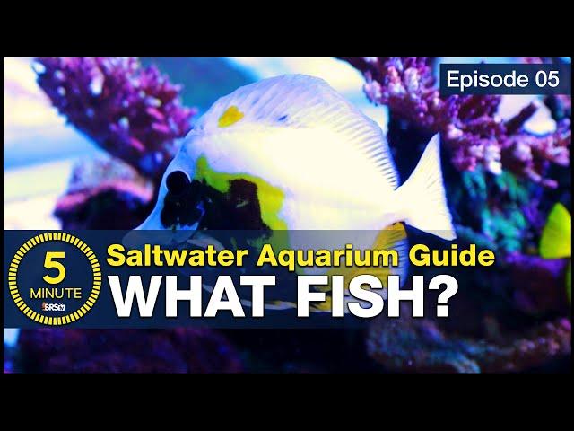 5 beginner fish EVERY saltwater aquarium should have! Stocking a tank with utilitarian fish