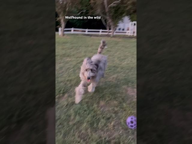 Wolfhound in the wild #irishwolfhound