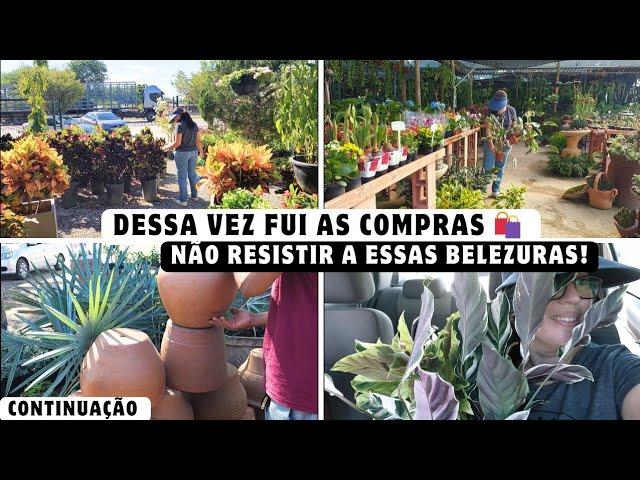 CHÁCARA SÃO JOSÉ E OLARIA FLOR DA BR| NÃO RESISTIR E ACABEI TRAZENDO| CONTINUAÇÃO VIDEO ANTERIOR