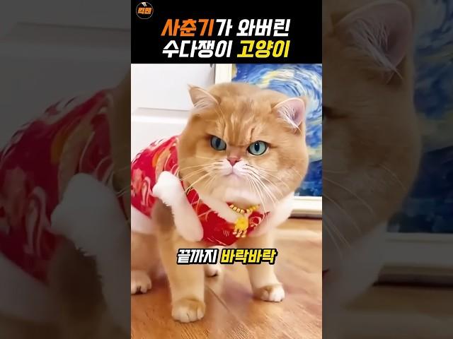 주인이 한마디하면 열마디하는 고양이