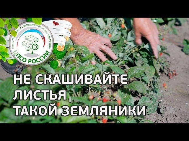 Подкормка ремонтантной земляники. Как ухаживать за ремонтантной земляникой.
