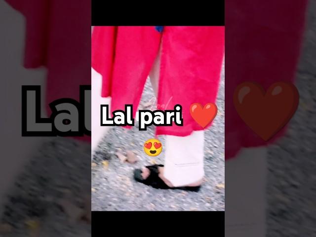 Laal pari ️#newsong #song #punjabisong #dj #hiphop #chillscene #lalpari #trendingshorts#viral #love