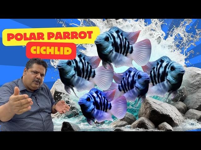 Polar Parrots SHOCKING Truth Revealed | Amazing Aquarium Fish Facts | Mayur Dev Aquascaper