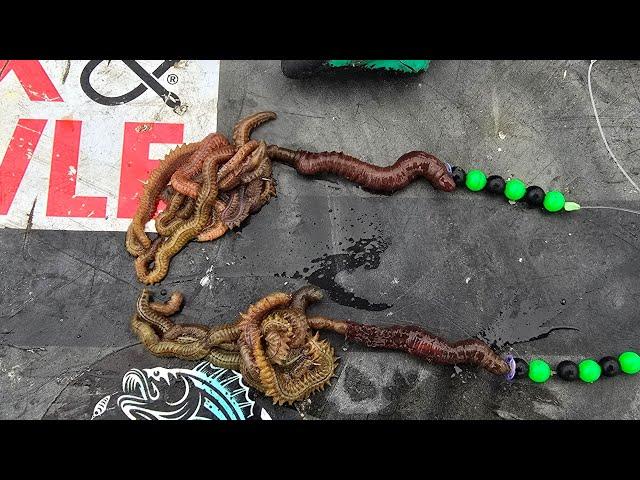 flounder fishing with lug worm and MADDIES beach fishing UK