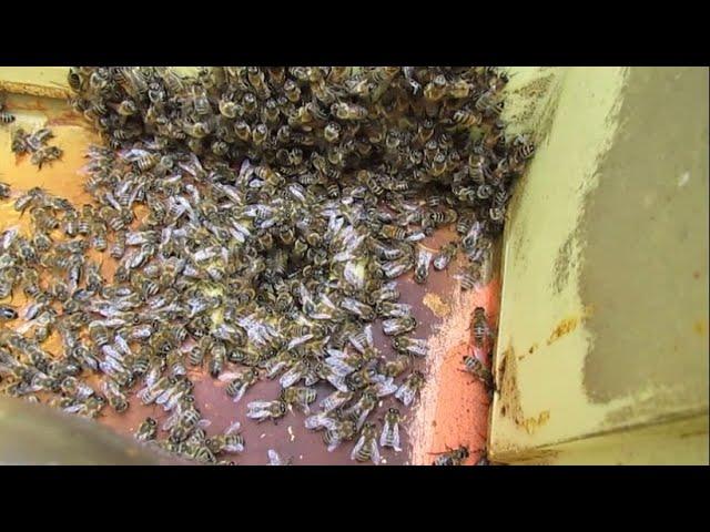 улей с пчелами, который не надо осматривать весь сезон - часть 2 - ответы на вопросы