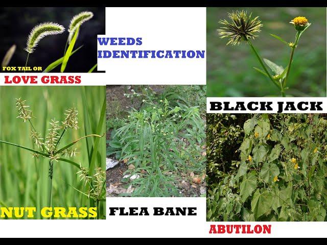 PICTURES &  NAMES OF WEEDS