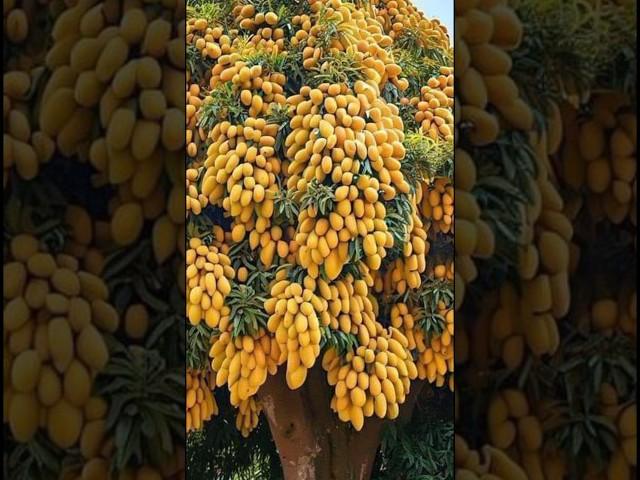 how to graft a mango tree,#planting #fruits #tree #grafting