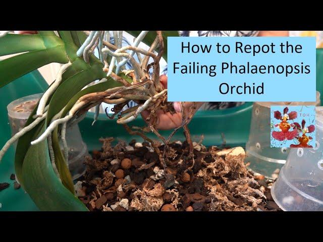 How to Repot Failing Phalaenopsis Orchids | Tea Soak Revisited | Trim of Long Stems | Air Root Drama