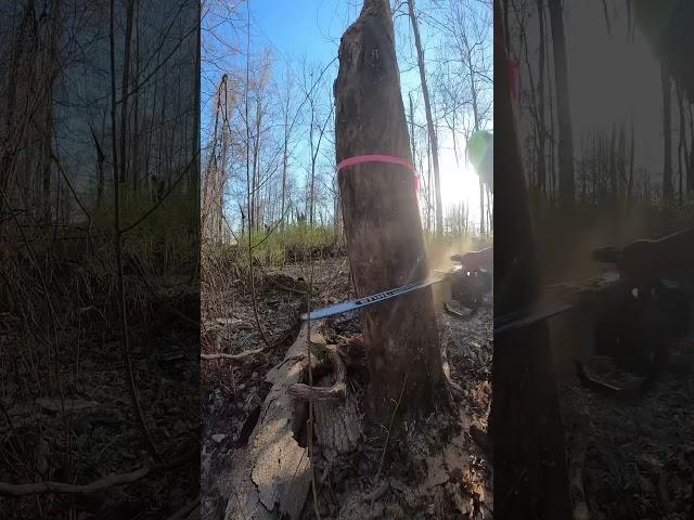 Spar Patrol #buckinexperience #tool #chainsaw #work #powersaw #tree #arborist #stihl #powertools