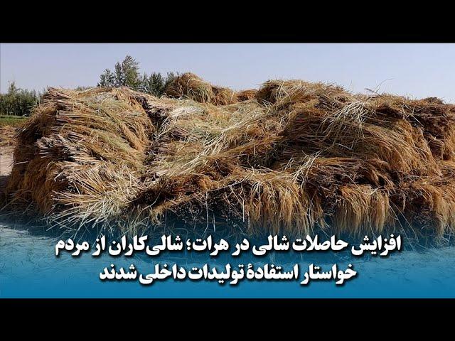 افزایش حاصلات شالی در هرات؛ شالی‌کاران از مردم خواستار استفادۀ تولیدات داخلی شدند