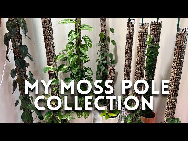 Growing plants on Moss Poles! | Tour my current Moss Pole Collection!