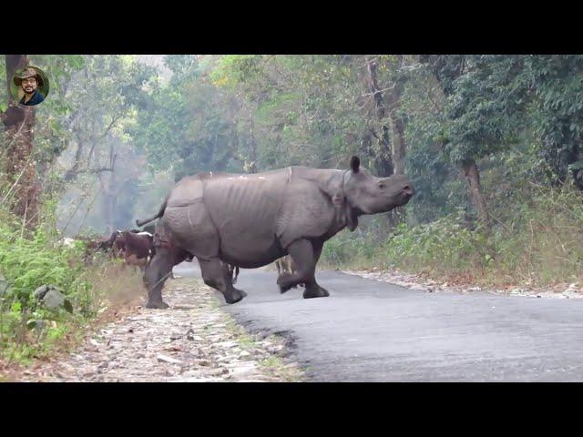 #Nature# & #Jasoprakas# #Elephant# #Rhinosores#.