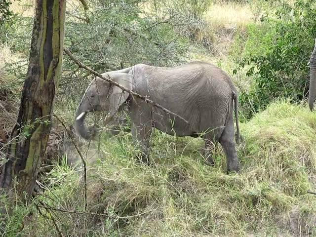 Elephant Eating-North Serengeti Safari