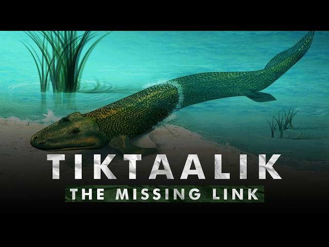 Fosil Transisi Yang Mengungkap Awal Mula Kehidupan di Darat | Tiktaalik