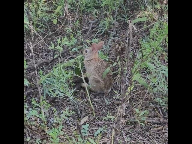 I-20 Wildlife Preserve