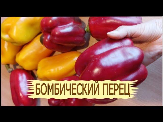 Бомбический огромный болгарский перец в Сибири! Как выращивать болгарский перец в теплице.