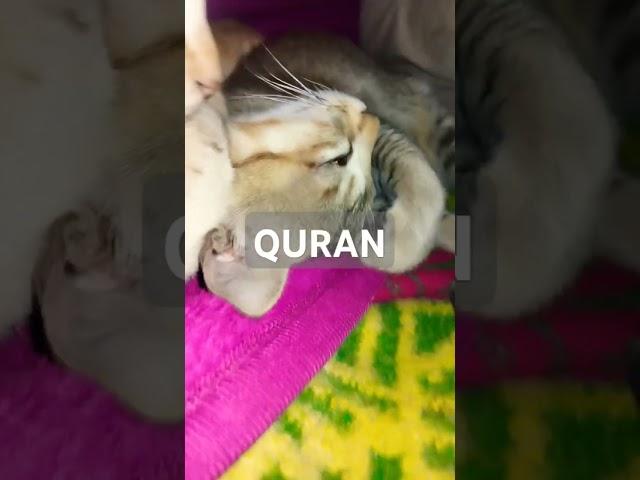 Surah Al Quran Islamic video