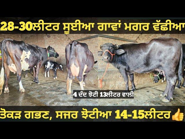 28-30ਲੀਟਰ ਵਾਲੀਆ ਵੈੜਆ ਅਤੇ 2 ਝੋਟੀਆ ਵੀਕਾਓ। Buffalo and cow for sale/vadiya farm/9-3-25