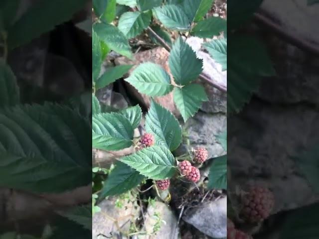 복분자